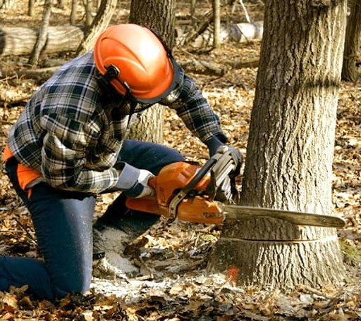 Tree Removal in Temple, NH